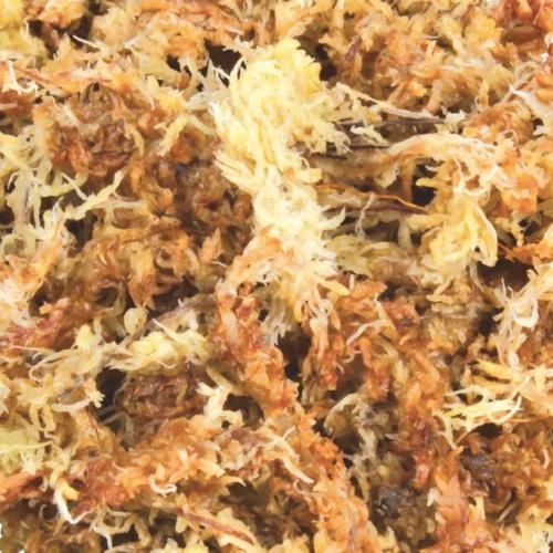 MUSGO SPHAGNUM 2