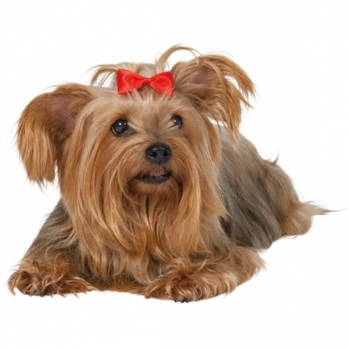 GANCHOS P/YORKSHIRE TERRIER 2