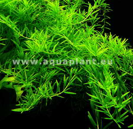 ROTALA SP. GREEN 2