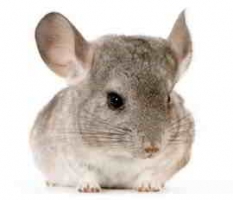 CHINCHILLAS