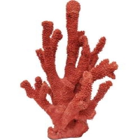 CORALS AND INVERTEBRATES