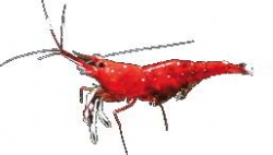 CRUSTACEOS