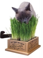 HERBE À CHAT