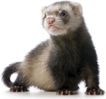 FERRETS