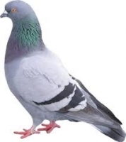 PIGEONS