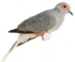 TURTLEDOVES