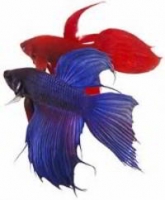 *BETTAS