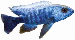 *CICHLIDS