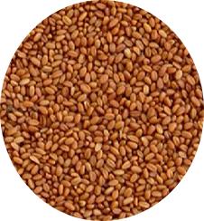 MANITOBA CAMELINA SATIVA 1 KG