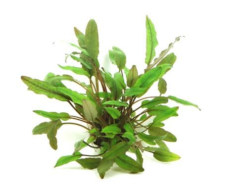 CRYPTOCORYNE BECKETTII