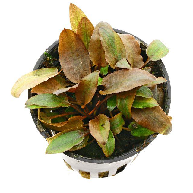 CRYPTOCORYNE PETCHII PINK