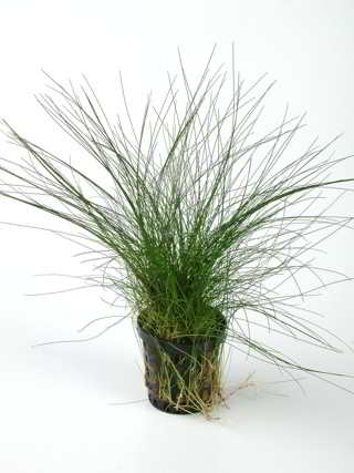 ELEOCHARIS ACICULARIS