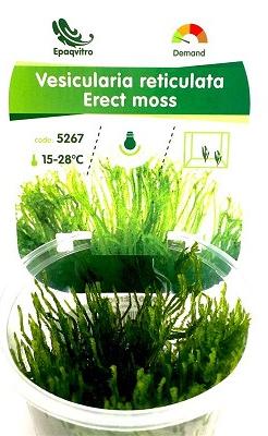 IN VITRO ERECT MOSS