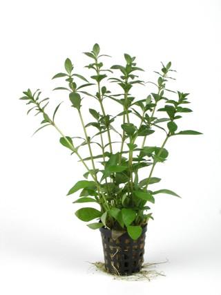 HYGROPHILA POLYSPERMA