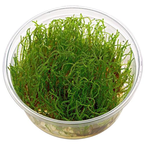 IN VITRO CREEPING MOSS