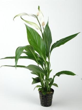 SPATIPHYLLUM GREEN