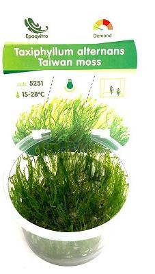 IN VITRO TAIWAN MOSS