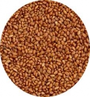 MANITOBA CAMELINA SATIVA 1 KG