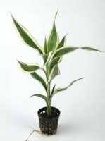 DRACAENA SANDERIANA