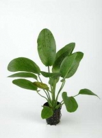 ECHINODORUS OZELOT GREEN