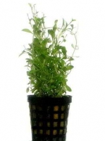 GLOSSOSTIGMA ELATINOIDES