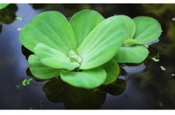 PISTIA STRATIOTES 'COMPACT'