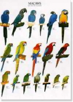 POSTER ARARAS (MACAWS)