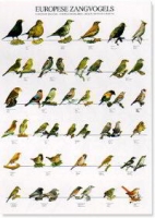 POSTER OISEAUX DE CHANT D ' EUROPE