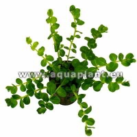 ROTALA SP. GREEN