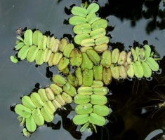 SALVINIA NATANS