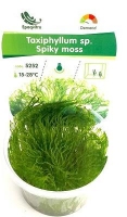 IN VITRO SPICKY MOSS