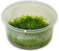 TAXIPHYLLUM BARBIERI TERRINA 100 ML