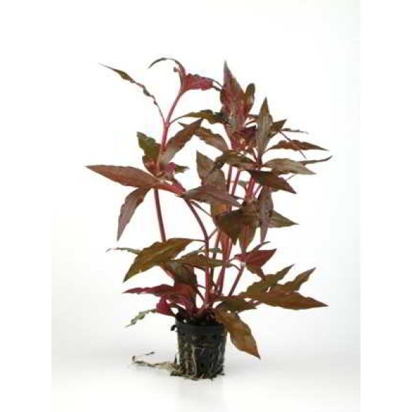 ALTERNANTHERA CARDINALIS - Image 1