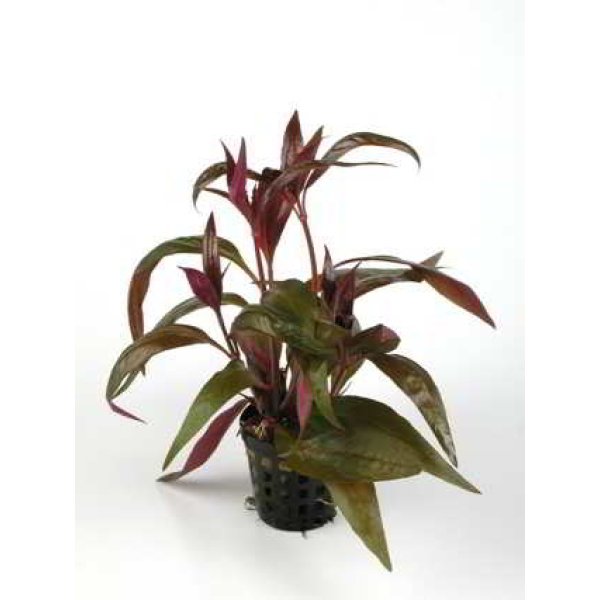 ALTERNANTHERA LILACINA - Image 1