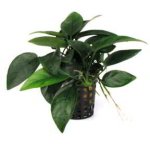 ANUBIAS NANA