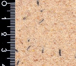 canary-biancopraemium CANARY BIANCOPRAEMIUM - Image 1