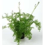 CERATOPTERIS SILIQUOSA