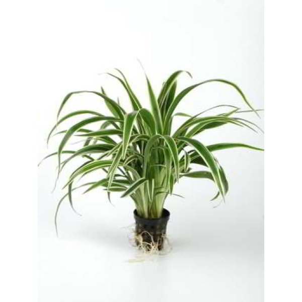 CHLOROPHYTUM BICHETTII - Image 1