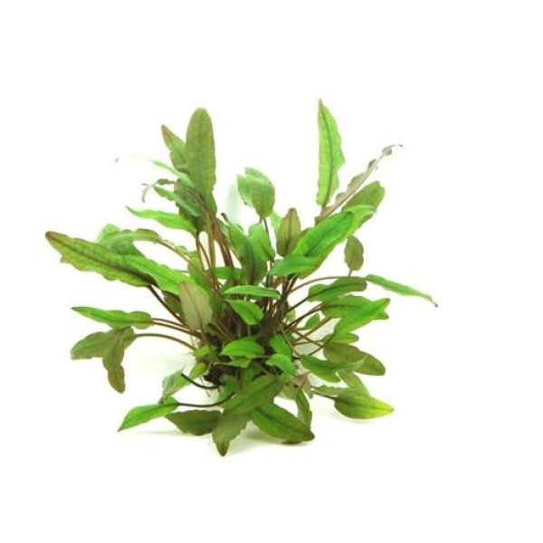 CRYPTOCORYNE BECKETTII - Image 1