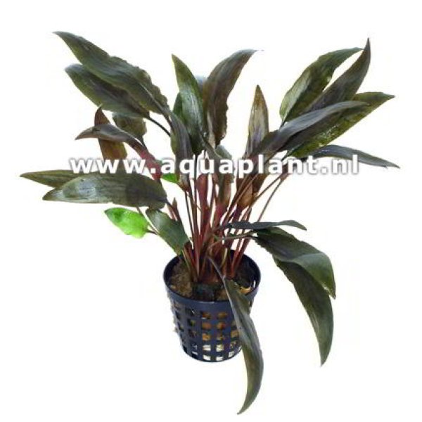 CRYPTOCORYNE SP RED - Image 1