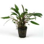 CRYPTOCORYNE UNDULATUS GREEN