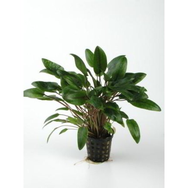 CRYPTOCORYNE WENDTII GREEN - Image 1
