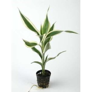 DRACAENA SANDERIANA
