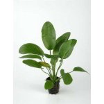 ECHINODORUS OZELOT GREEN