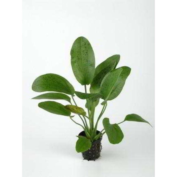 ECHINODORUS OZELOT GREEN - Image 1