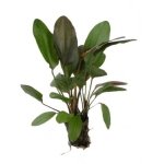 ECHINODORUS OZELOT RED