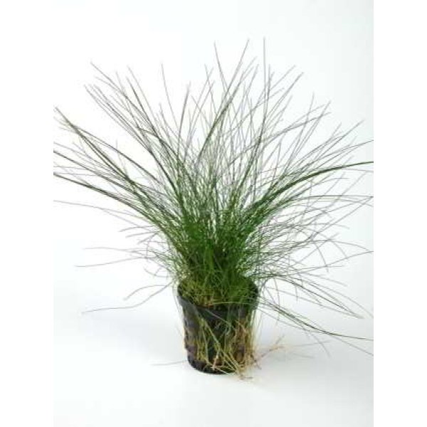 ELEOCHARIS ACICULARIS - Image 1
