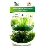 IN VITRO ERECT MOSS