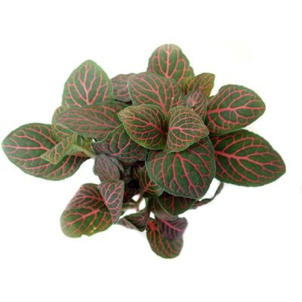 FITTONA RED - Image 1
