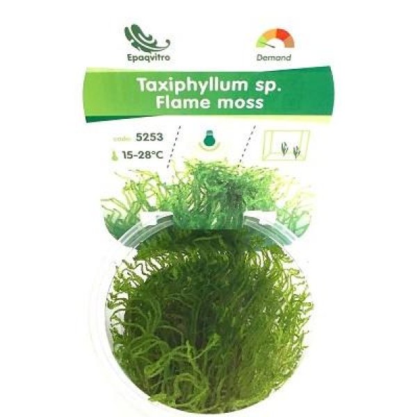 IN VITRO FLAME MOSS - Image 1